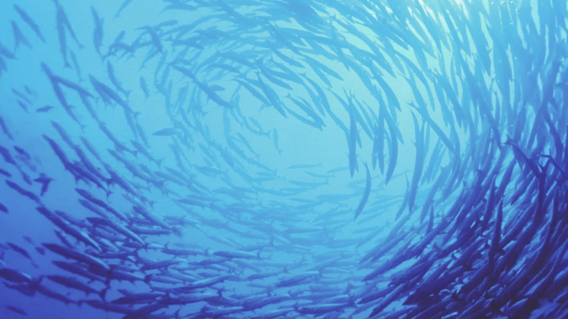 megaomega__0001_Fish1